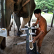 Illustration for article titled Need A Pick-Me-Up? Check Out These Animals Made Happier By Prosthetics